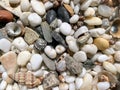 Beautiful sea pebbles Royalty Free Stock Photo