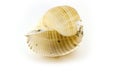 Beautiful sea shell,Galea Tonna, on white background For posters, sites, business cards, postcards, interior design, labe