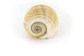 Beautiful sea shell,Galea Tonna, on white background For posters, sites, business cards, postcards, interior design, labe