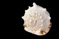 Beautiful sea shell isolated on black background Royalty Free Stock Photo