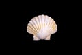 beautiful sea shell isolated on a black background Royalty Free Stock Photo
