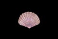 beautiful sea shell isolated on a black background Royalty Free Stock Photo