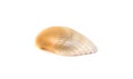 beautiful sea shell isolated on white background Royalty Free Stock Photo