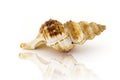 Beautiful sea shell,Nobilis Bursa, on white background Royalty Free Stock Photo