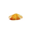 Beautiful sea shell,paphia undulata, isolated on white background For posters, sites, business cards, postcards, interior design, Royalty Free Stock Photo