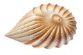 Beautiful sea shell isolated on white background. Royalty Free Stock Photo