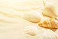 Beautiful sea shells on beach sand in golden sunlight. Summer tropical nature vacation travel relaxation Royalty Free Stock Photo