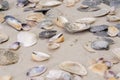 Beautiful sea shells lie on the white sand on the beach. Royalty Free Stock Photo