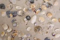 Beautiful sea shells lie on the white sand on the beach. Royalty Free Stock Photo