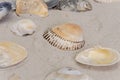 Beautiful sea shells lie on the white sand on the beach. Royalty Free Stock Photo