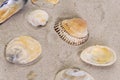 Beautiful sea shells lie on the white sand on the beach. Royalty Free Stock Photo