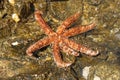 Beautiful sea star