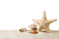 Beautiful sea star, coral and seashells in sand on white background Royalty Free Stock Photo