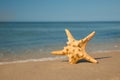 Beautiful sea star in sand on beach, space for text Royalty Free Stock Photo