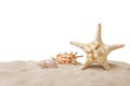 Beautiful sea star and seashells in sand on white background Royalty Free Stock Photo