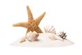 Beautiful sea star and seashells in sand on white background Royalty Free Stock Photo