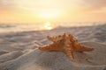 Beautiful sea star on sunlit sand at sunset, space for text