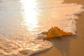 Beautiful sea star on sunlit sand at sunset, space for text