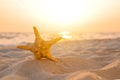 Beautiful sea star in sunlit sand at sunset, space for text