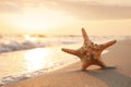 Beautiful sea star in sunlit sand at sunset, space for text Royalty Free Stock Photo