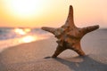 Beautiful sea star in sunlit sand at sunset