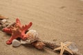 Beautiful sea stars, shells and rope on sand, space for text Royalty Free Stock Photo