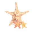 Beautiful sea stars (starfish) isolated on white