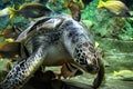 Beautiful sea turtle in aquarium surrounded by fish Royalty Free Stock Photo