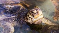 Beautiful sea turtle breathing fresh air Royalty Free Stock Photo