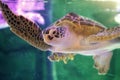 Beautiful sea turtle close up
