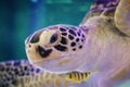 Beautiful sea turtle close up