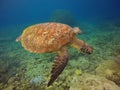 beautiful sea turtle on jikomalamo beach, north moluccas Royalty Free Stock Photo