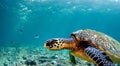 beautiful sea turtle swimming in the middle of the sea in crystal clear water Royalty Free Stock Photo