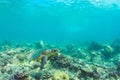 Beautiful Sea turtle swimming underwater in sunlight in the blue sea in Maldives Royalty Free Stock Photo