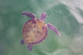 Sea turtle top view. Royalty Free Stock Photo