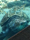 Beautiful sea turtle under the water