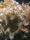 The Ocean Life Of Sea Urchin