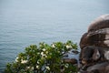 beautiful sea view with flower, tree and big stone Royalty Free Stock Photo