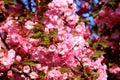 Japanese cherry, sakura tree with beautiful delicate pink flowers blooms in spring in a city park. Sakura Royalty Free Stock Photo