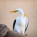 beautiful seabird, AI-generatet