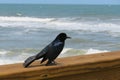 Seabird on the beach on ocean background, closeup Royalty Free Stock Photo