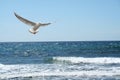 A beautiful seagul Royalty Free Stock Photo