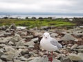 Seagul in New Zeland. Royalty Free Stock Photo