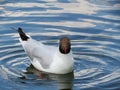 Beautiful seagul in lake, Lithuania Royalty Free Stock Photo