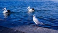 beautiful seagul on a seaside Royalty Free Stock Photo