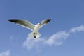 A beautiful seagull Royalty Free Stock Photo