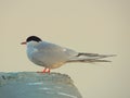 A beautiful seagull is bathing in the rays of the setting sun against the background of thick fog