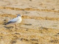 Beautiful seagull on beach near the sea Royalty Free Stock Photo