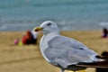 A beautiful seagull by the beach Royalty Free Stock Photo