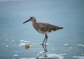 Beautiful Seagull bird at Cocoa Beach, Florida with blurred background Royalty Free Stock Photo